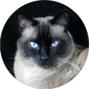 Avatar użytkownika